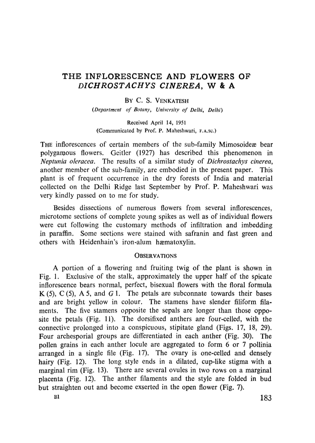 The Inflorescence and Flowers of Dichrostachys Cinerea, W & A