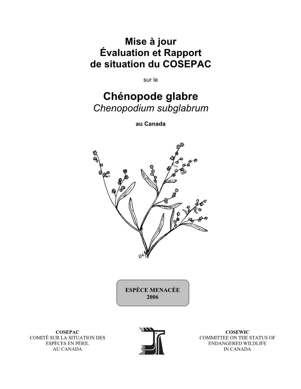 Chénopode Glabre (Chenopodium Subglabrum )