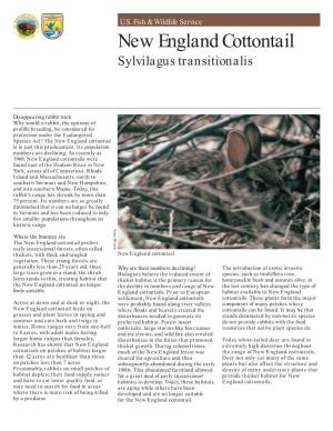 New England Cottontail Sylvilagus Transitionalis