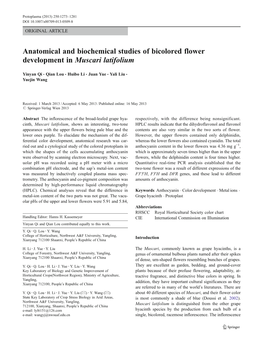 Anatomical and Biochemical Studies of Bicolored Flower Development in Muscari Latifolium