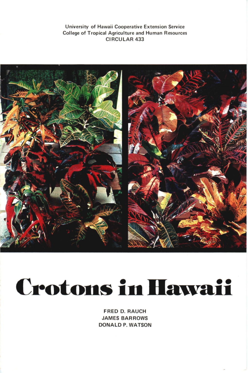 Crotons in Hawaii