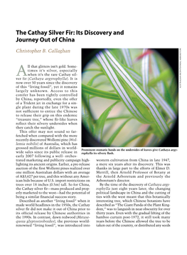 The Cathay Silver Fir: Its Discovery and Journey out of China