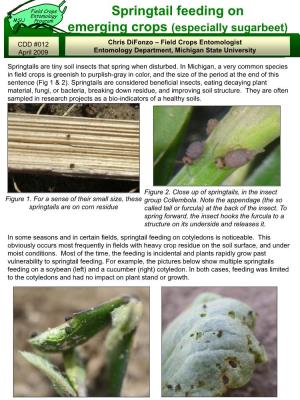 Springtail Feeding on Emerging Crops (Especially Sugarbeets)