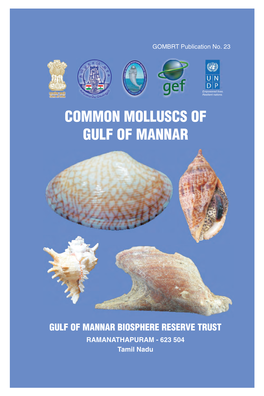 Common Molluscs of Gulf of Mannar