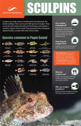 Sculpin Infograph-Lores-F