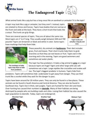 A Tapir May Look Like a Pig Or Anteater, but They Aren’T