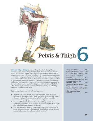 Pelvis & Thigh
