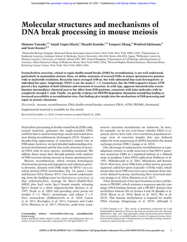 Molecular Structures and Mechanisms of DNA Break Processing in Mouse Meiosis