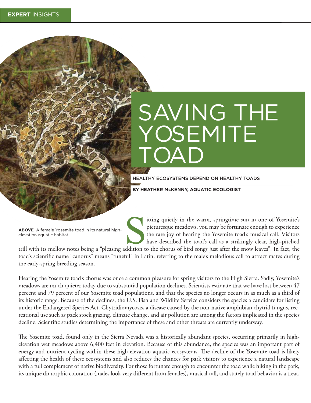 Saving the Yosemite Toad