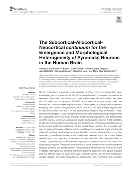 The Subcortical-Allocortical- Neocortical Continuum for the Emergence and Morphological Heterogeneity of Pyramidal Neurons in the Human Brain