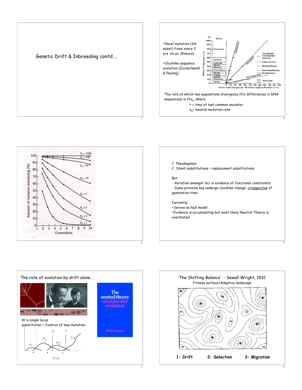 Genetic Drift & Inbreeding Contd