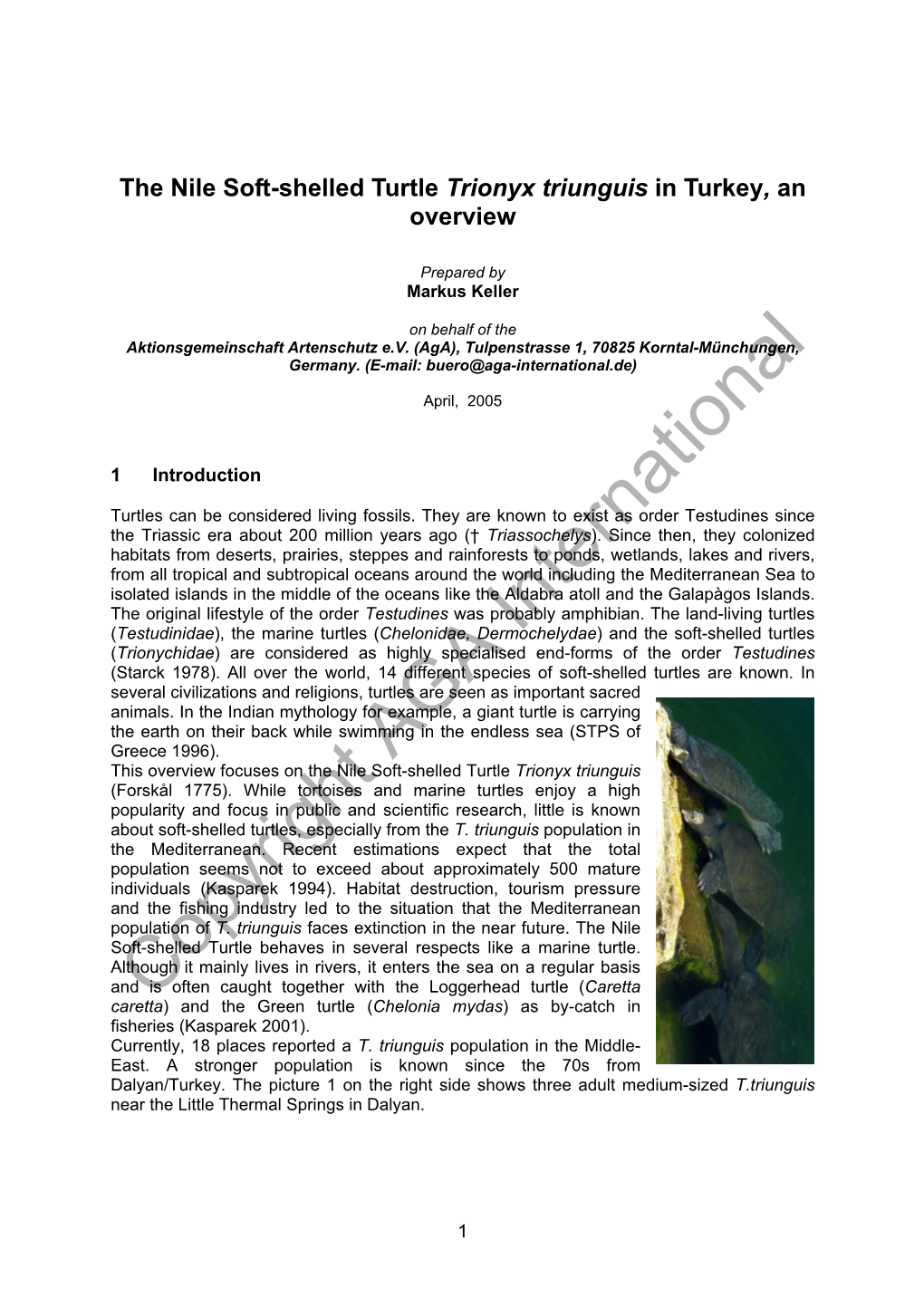 The Nile Soft-Shelled Turtle Trionyx Triunguis in Turkey, an Overview