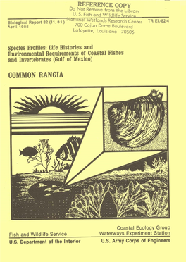 Common Rangia