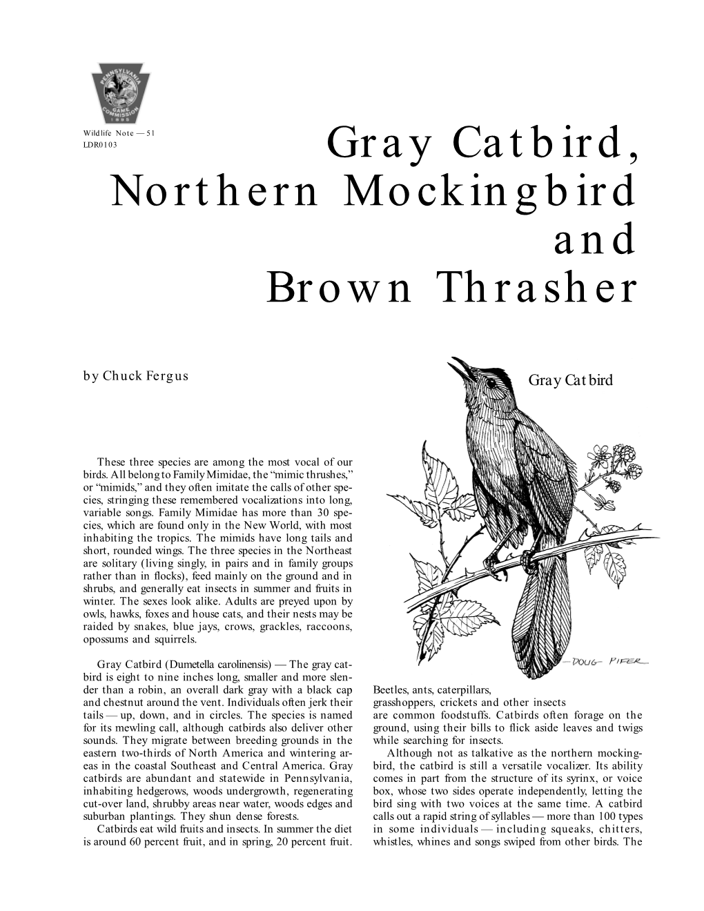 Gray Catbird, Northern Mockingbird and Brown Thrasher