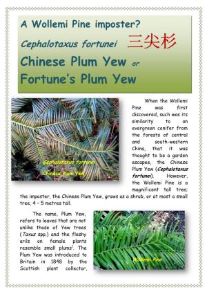 Chinese Plum Yew Or Fortune's Plum