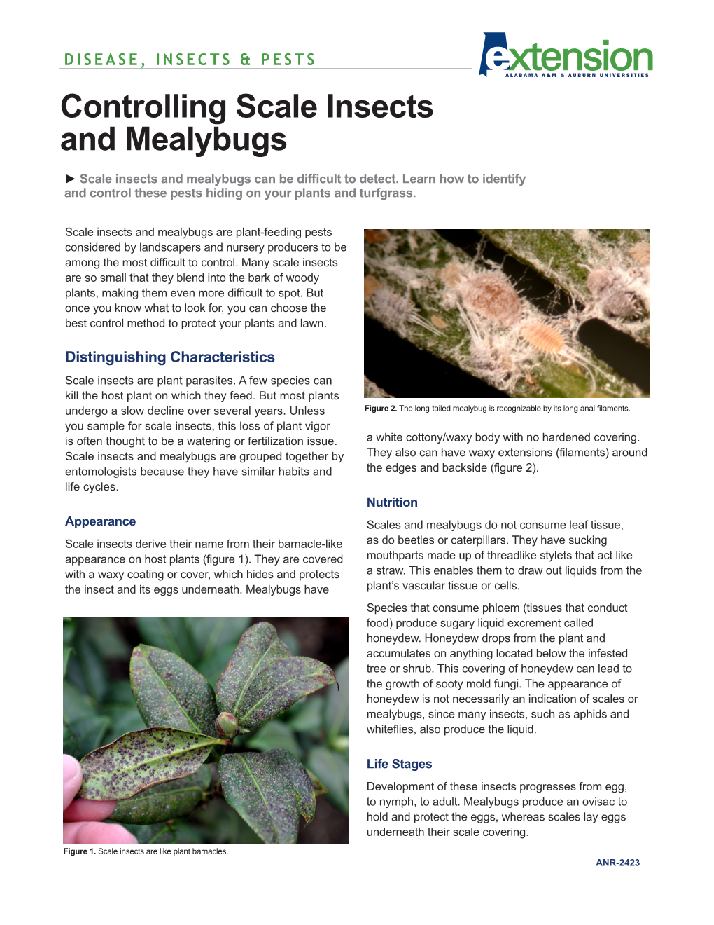 Controlling Scale Insects and Mealybugs ► Scale Insects and Mealybugs Can Be Difficult to Detect