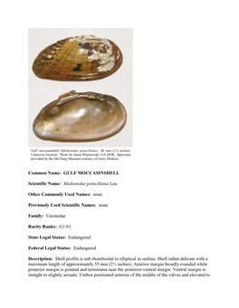 Common Name: GULF MOCCASINSHELL Scientific Name