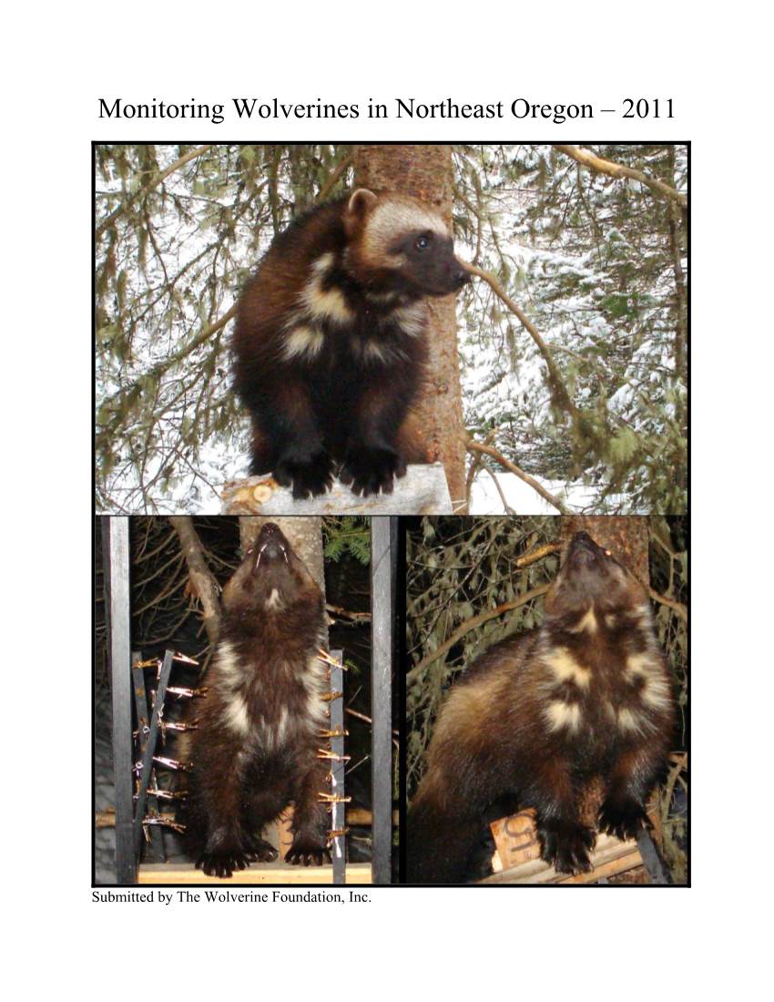 Monitoring Wolverines in Northeast Oregon – 2011