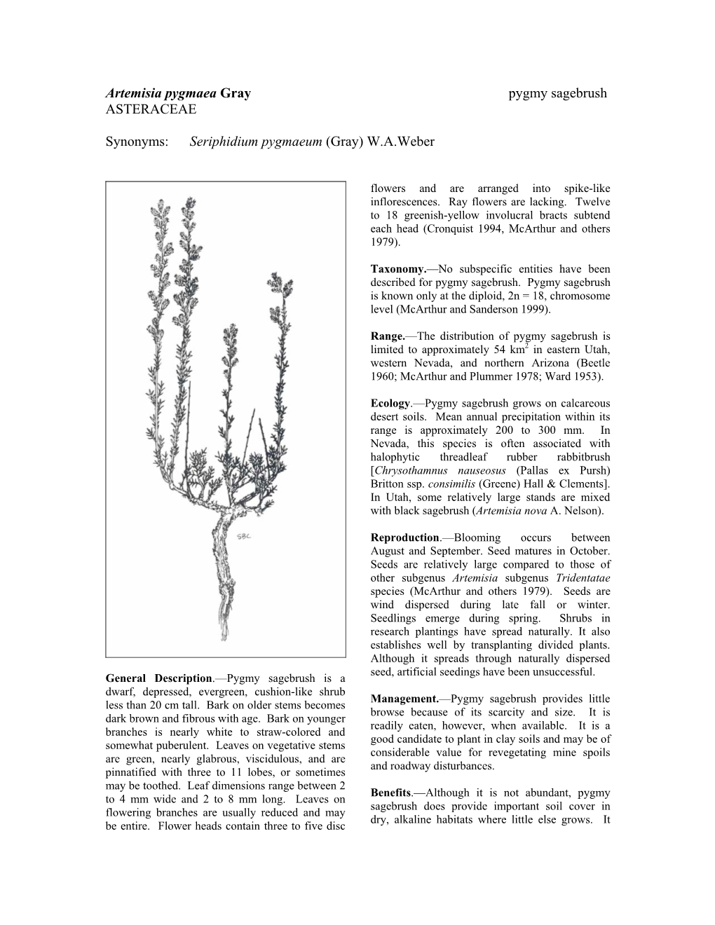 Artemisia Pygmaea Gray Pygmy Sagebrush ASTERACEAE