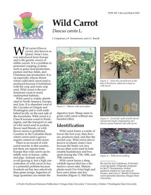 Wild Carrot, Daucus Carota L., PNW