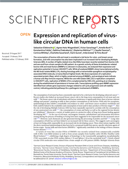 Expression and Replication of Virus-Like Circular DNA in Human Cells