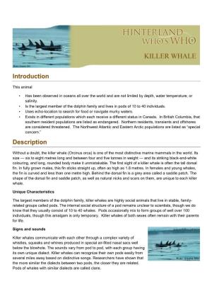 Killer-Whale-En.Pdf
