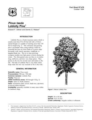 Pinus Taeda Loblolly Pine1 Edward F