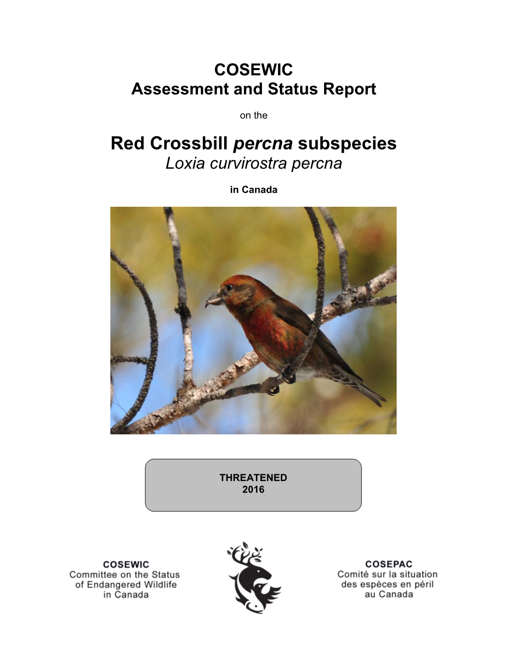 Red Crossbill Percna Subspecies Loxia Curvirostra Percna