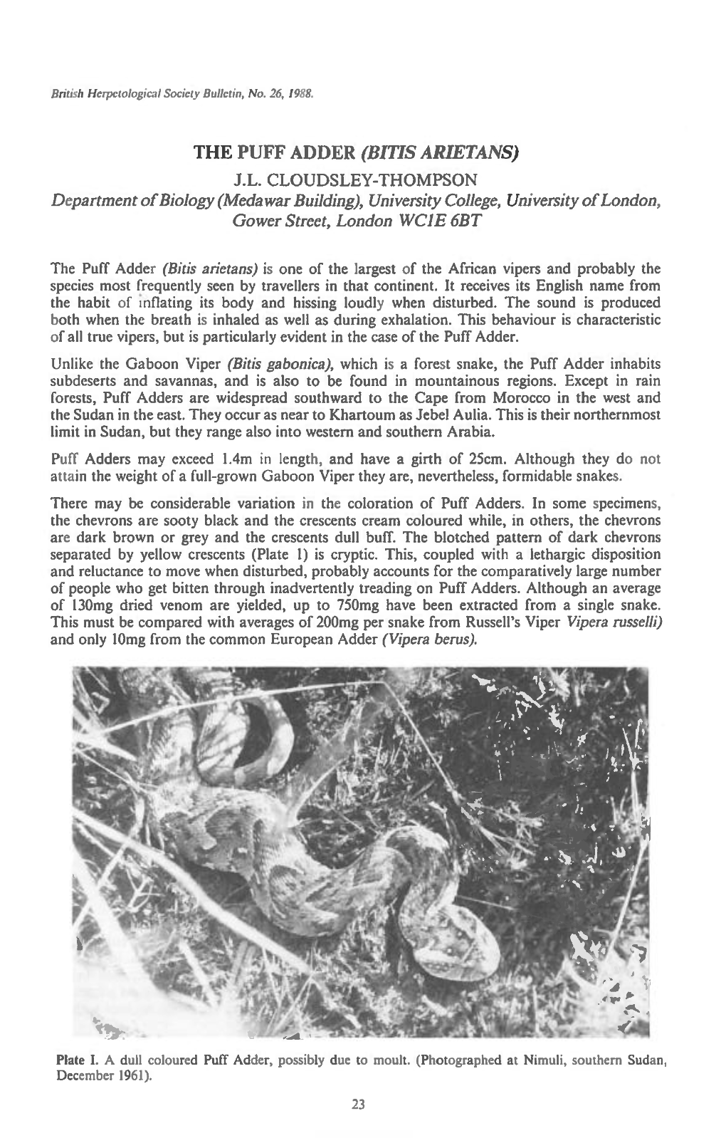 THE PUFF ADDER (BITIS ARIETANS) J.L. CLOUDSLEY-THOMPSON Department of Biology (Medawar Building), University College, University