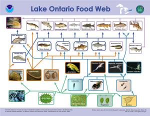 Lake Ontario Food Web MENT of C