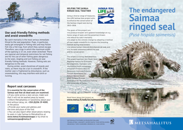 The Endangered Saimaa Ringed Seal