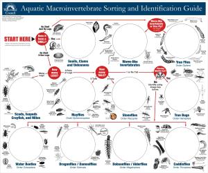 Aquatic Macroinvertebrate Sorting and Identification Guide