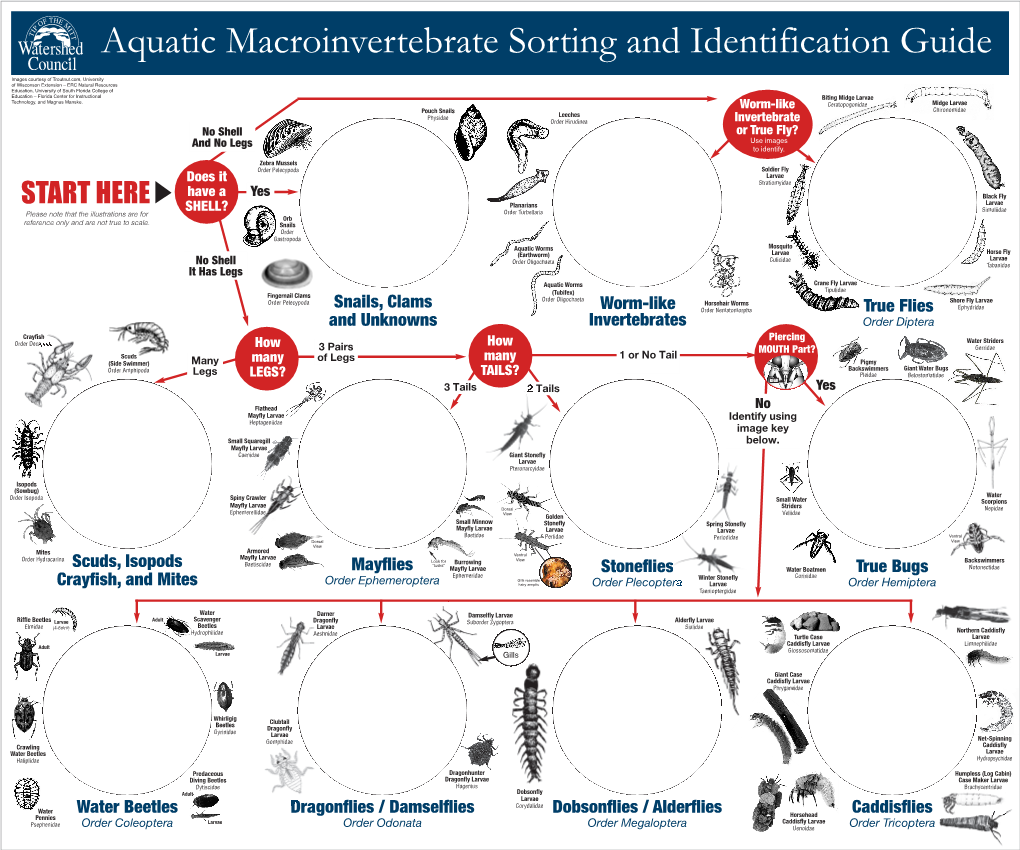 Aquatic Macroinvertebrate Sorting and Identification Guide - DocsLib