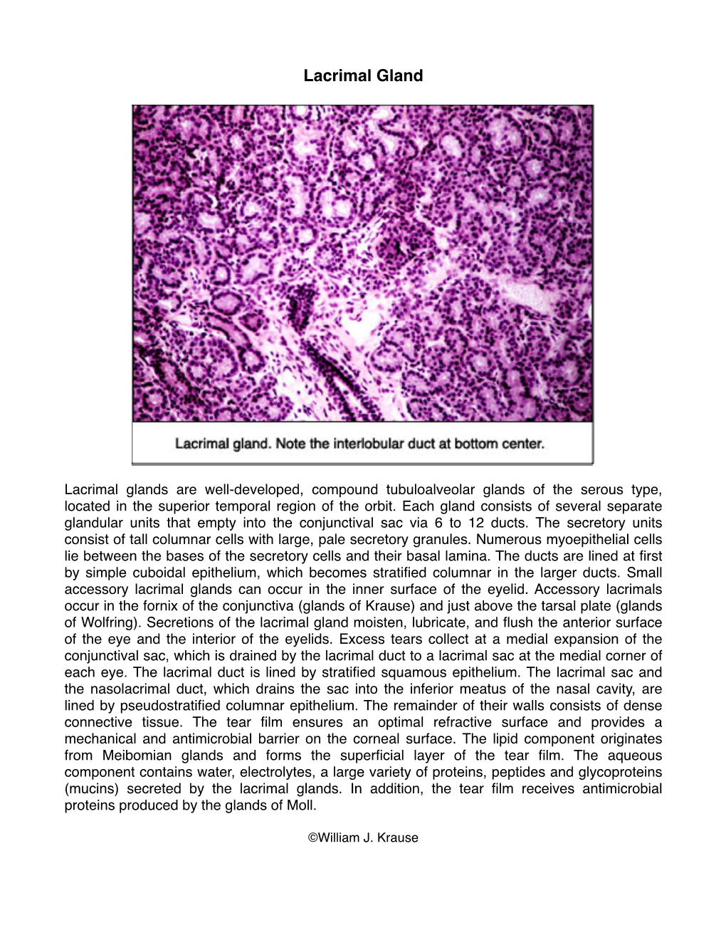 57 Lacrimal Gland