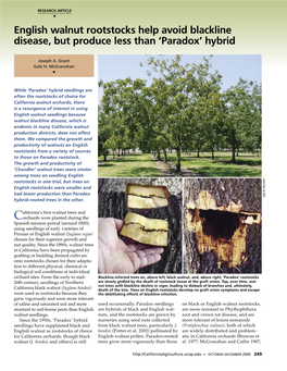 English Walnut Rootstocks Help Avoid Blackline Disease, but Produce Less Than ‘Paradox’ Hybrid