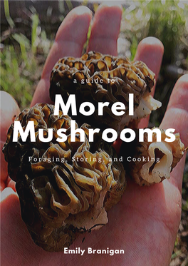 Morel Mushroom Guide