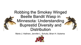 Robbing the Smokey Winged Beetle Bandit Wasp in Minnesota: Understanding Buprestid Diversity and Distribution Marie J