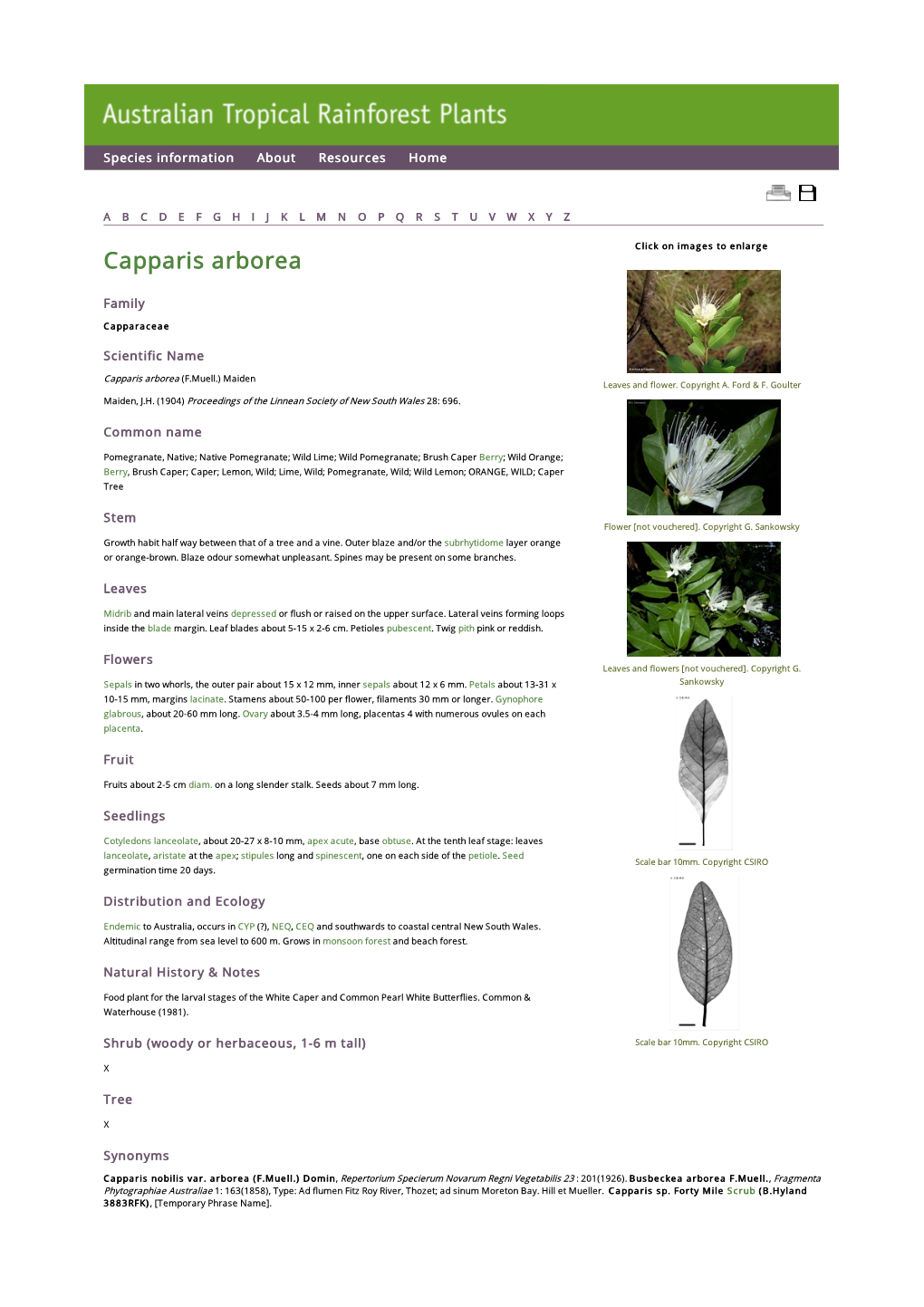 Capparis Arborea Click on Images to Enlarge