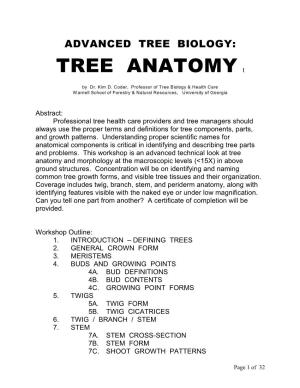 Tree Anatomy I