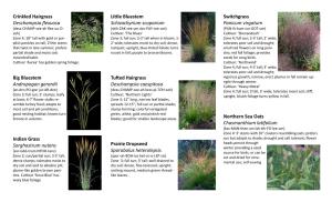 Native Ornamental Grasses 2005