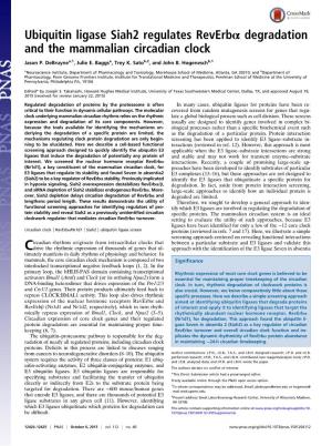 Ubiquitin Ligase Siah2 Regulates Reverbα Degradation and the Mammalian Circadian Clock