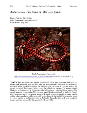 Pipe Snake Or False Coral Snake)