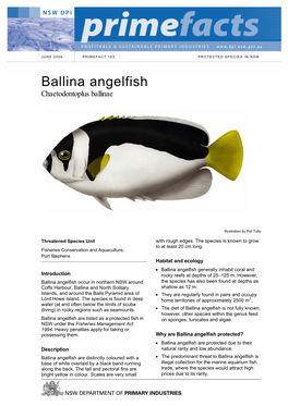Ballina Angelfish Chaetodontoplus Ballinae