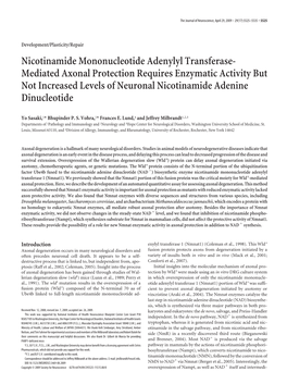 Nicotinamide Mononucleotide Adenylyl Transferase- Mediated Axonal Protection Requires Enzymatic Activity but Not Increased Level