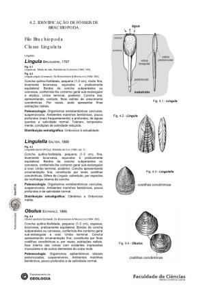 Filo Brachiopoda Classe Lingulata Lingulella SALTER, 1866 Obulus EICHWALD, 1866