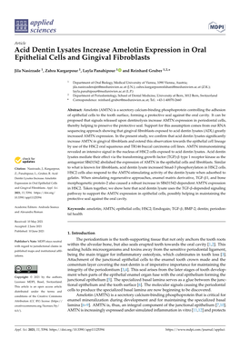 Acid Dentin Lysates Increase Amelotin Expression in Oral Epithelial Cells and Gingival Fibroblasts