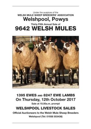 9642 Welsh Mules