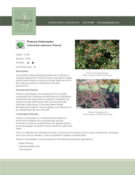 Stonegate Gardens Praecox Cotoneaster