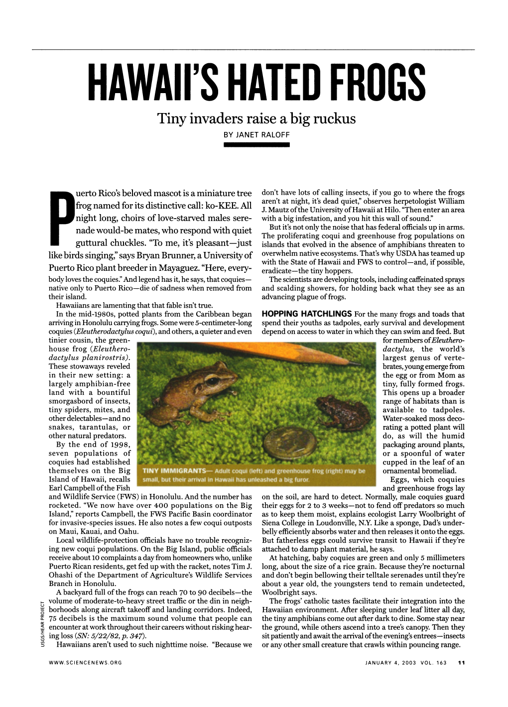 HAWAII's HATED FROGS Tiny Invaders Raise a Big Ruckus -BY JANET RALOFF