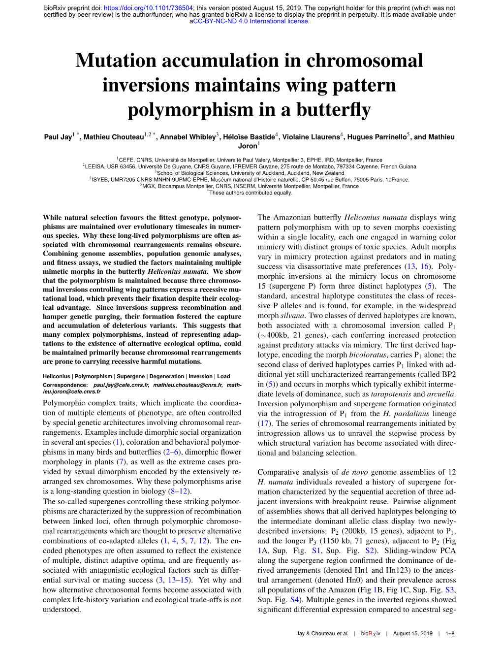 Mutation Accumulation in Chromosomal Inversions Maintains Wing Pattern Polymorphism in a Butterﬂy